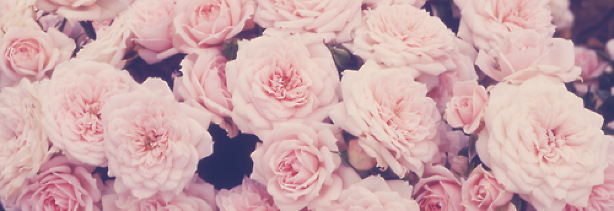 Meredith's Blog